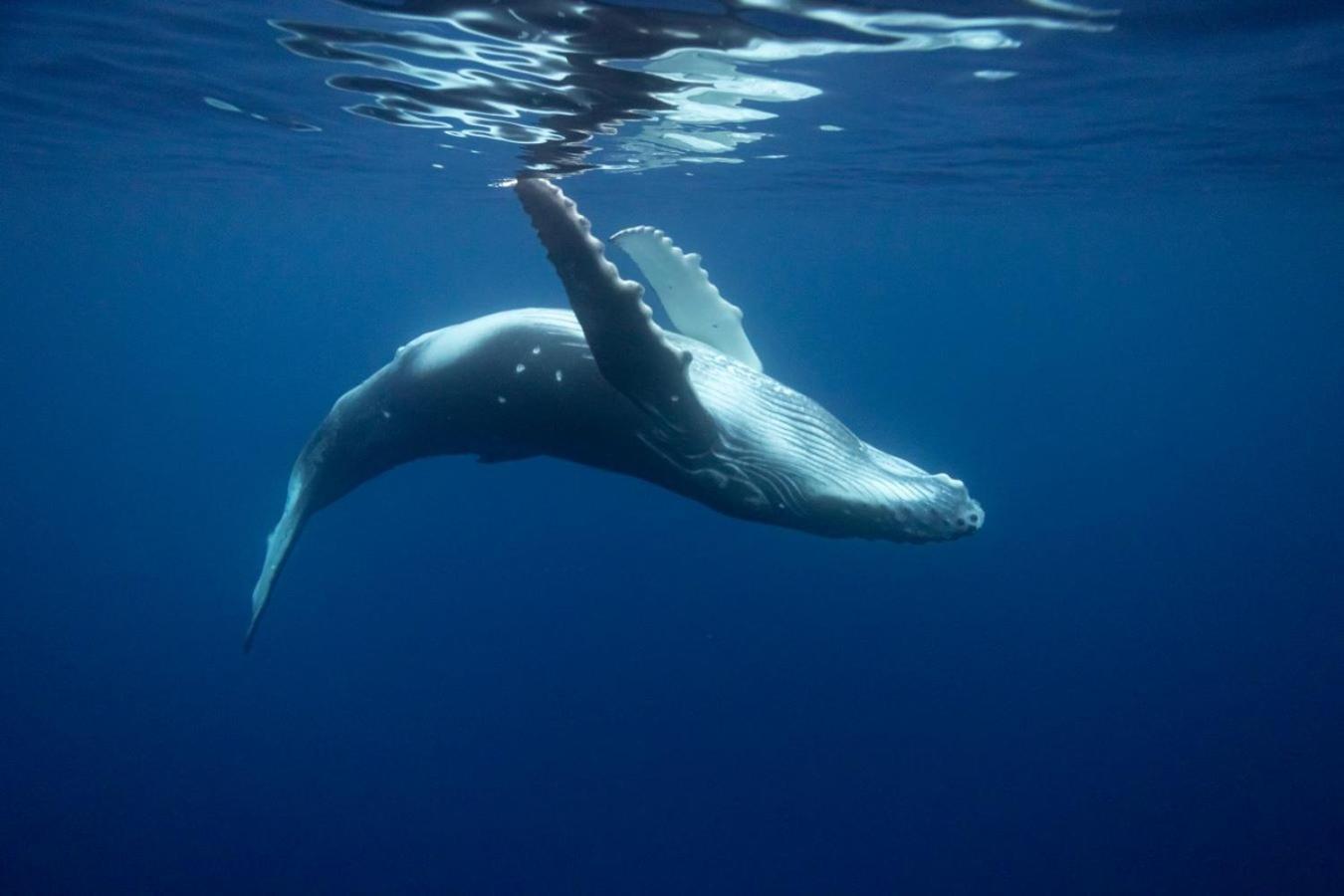 Tohautu Maui Homestay Vue Ocean Exceptionnelle & Baleines En Saison מראה חיצוני תמונה