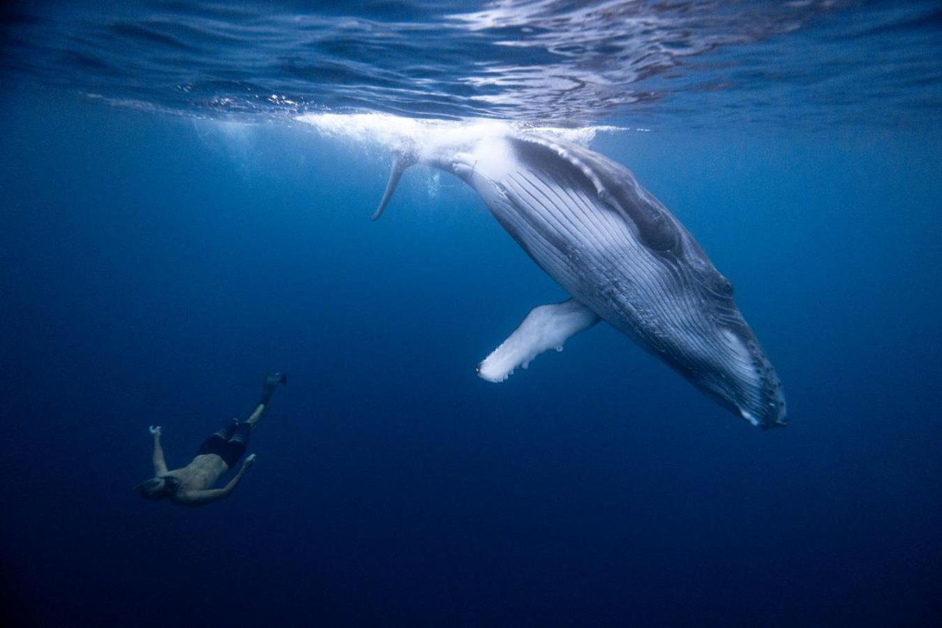 Tohautu Maui Homestay Vue Ocean Exceptionnelle & Baleines En Saison מראה חיצוני תמונה